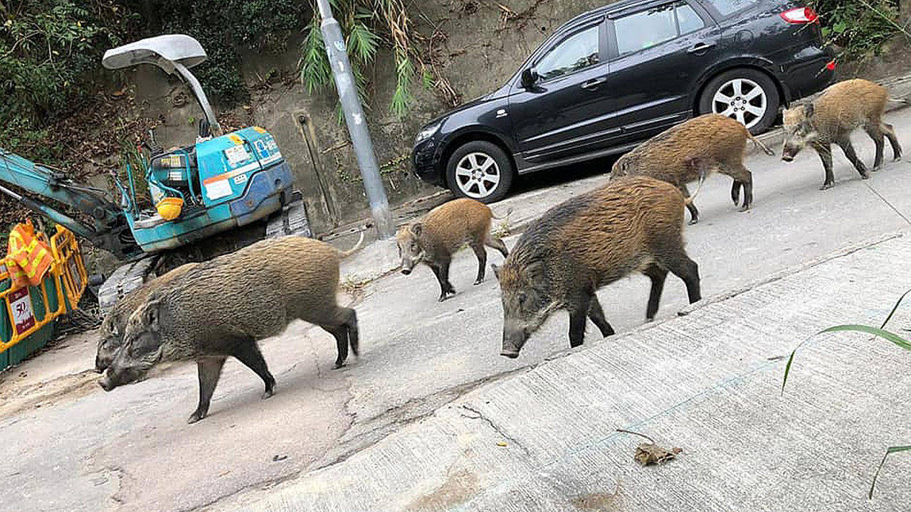 南京一頭野豬橫渡長江