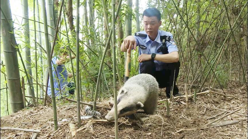 南京一頭野豬橫渡長江